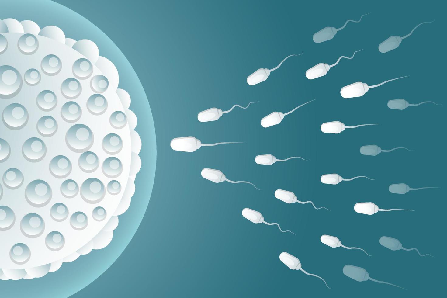 ilustración diseño de fondo esperma fertilizar el óvulo vector