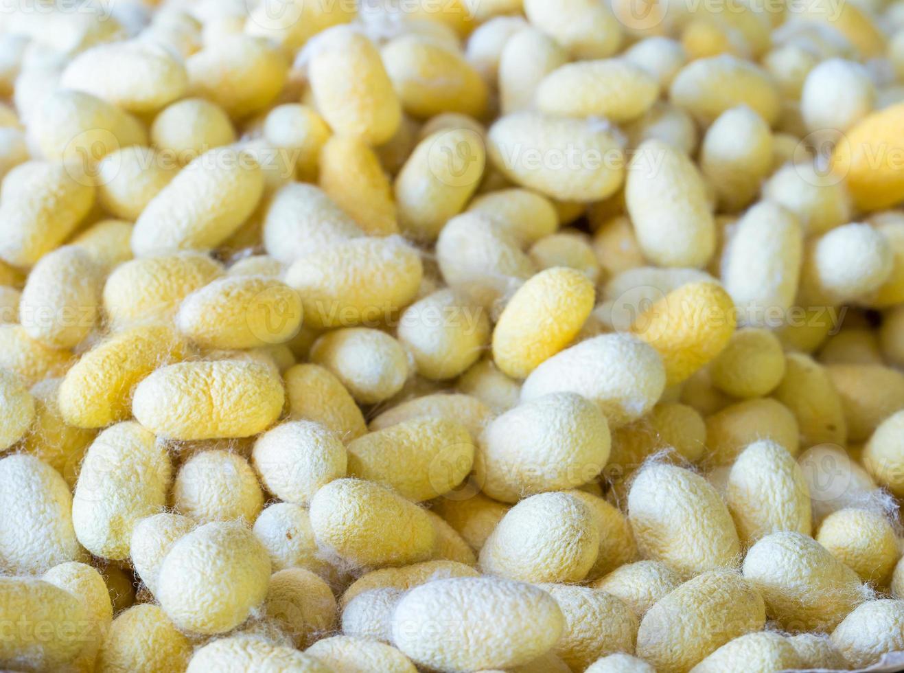 Silk cocoon that is processed to yield silk fiber photo