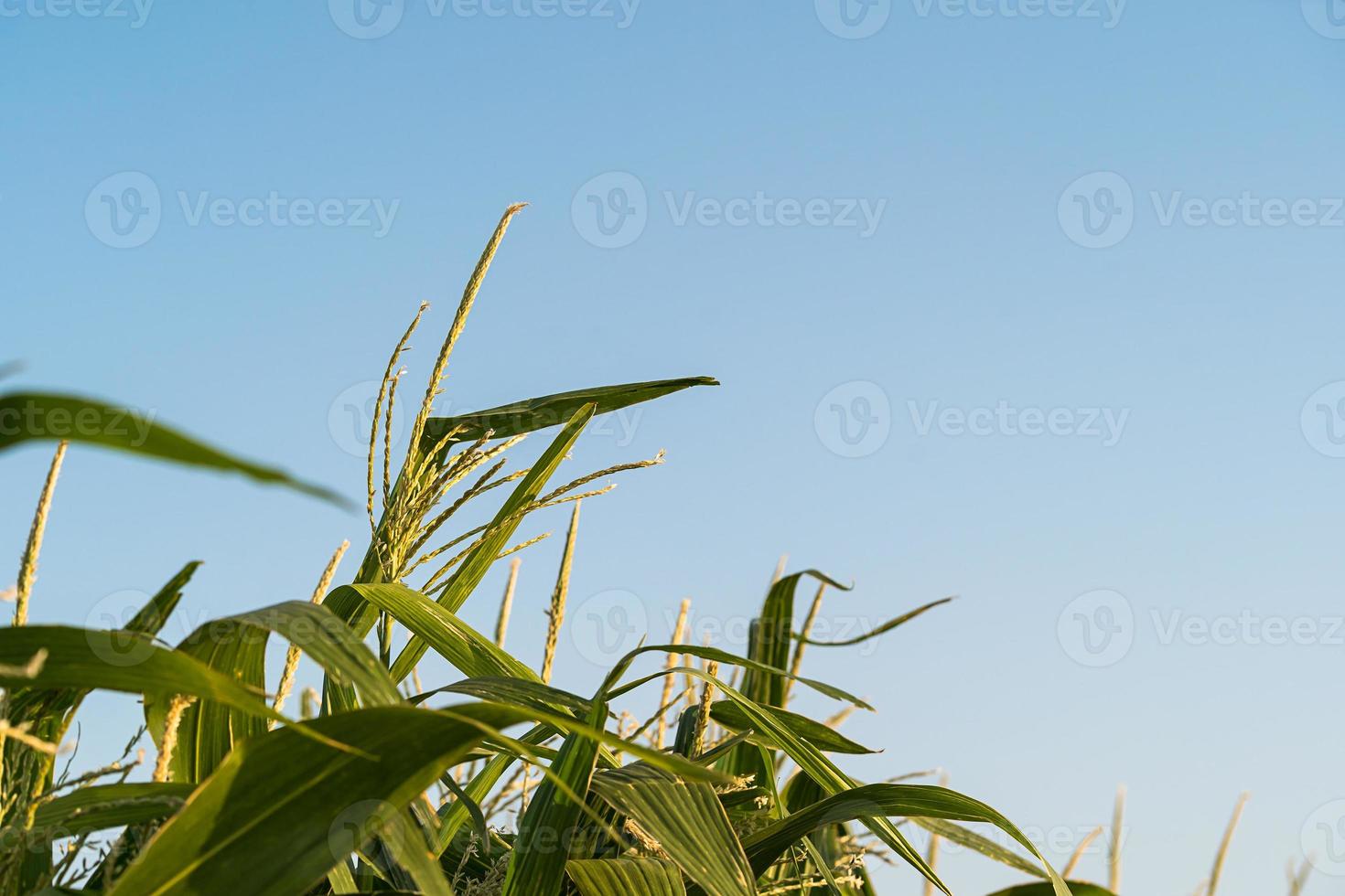Corn pollen in the cornfield photo
