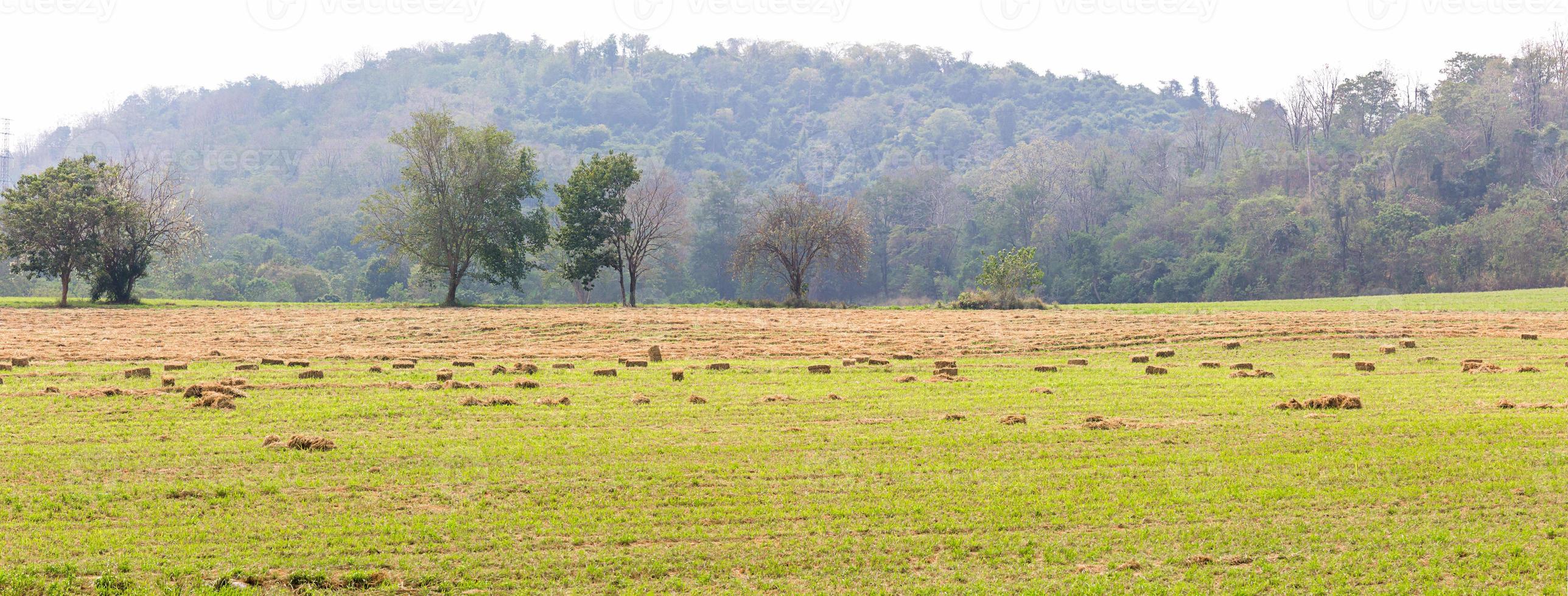 Panorama view of green fields in farmland photo