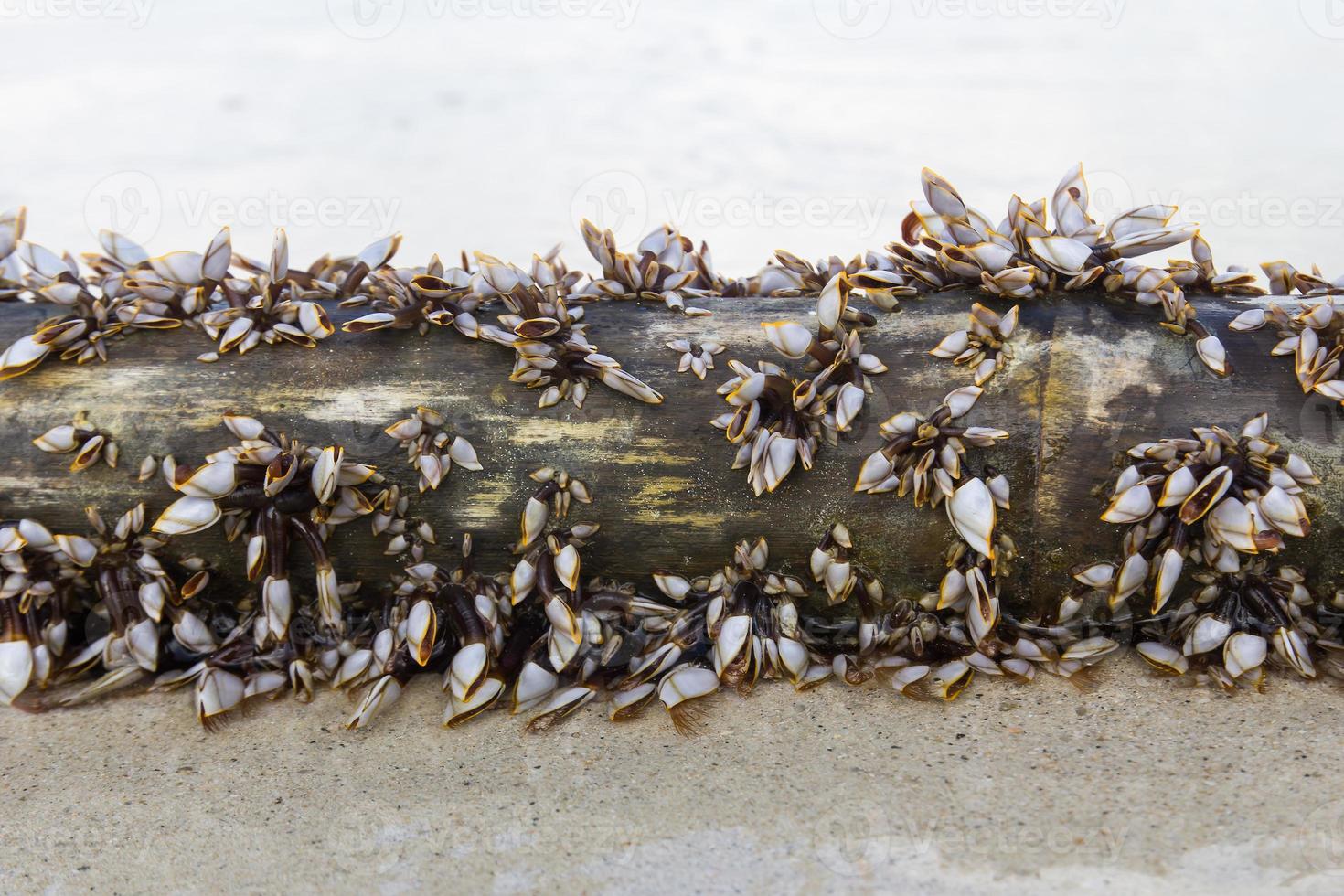 percebes de cuello de cisne en la arena foto