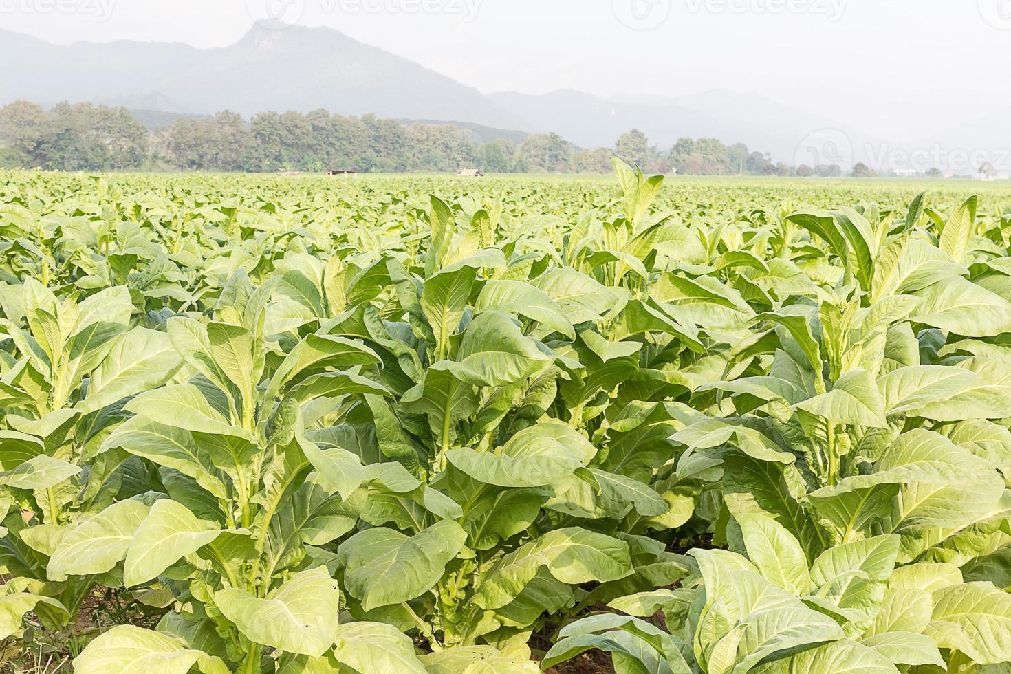 Field Nicotiana tabacum photo