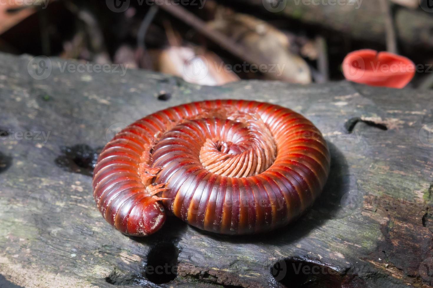 Millipede curl up in circles on logs. photo