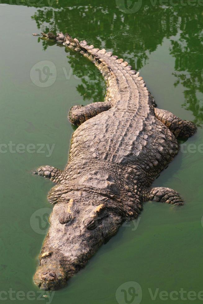 Crocodile swimming in lake. photo