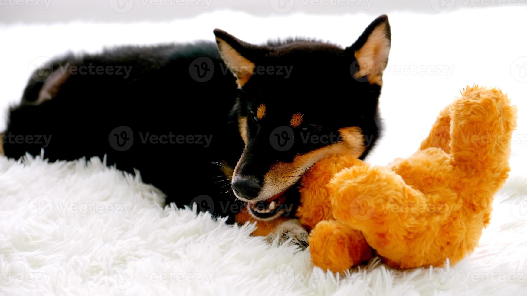 Naughty Shiba Inu puppy enjoy biting the doll on the floor. photo