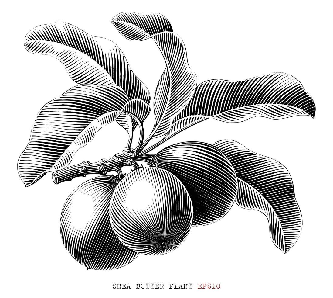 Shea butter branch hand drawn vintage engraving style black and white clip art isolated on white background vector