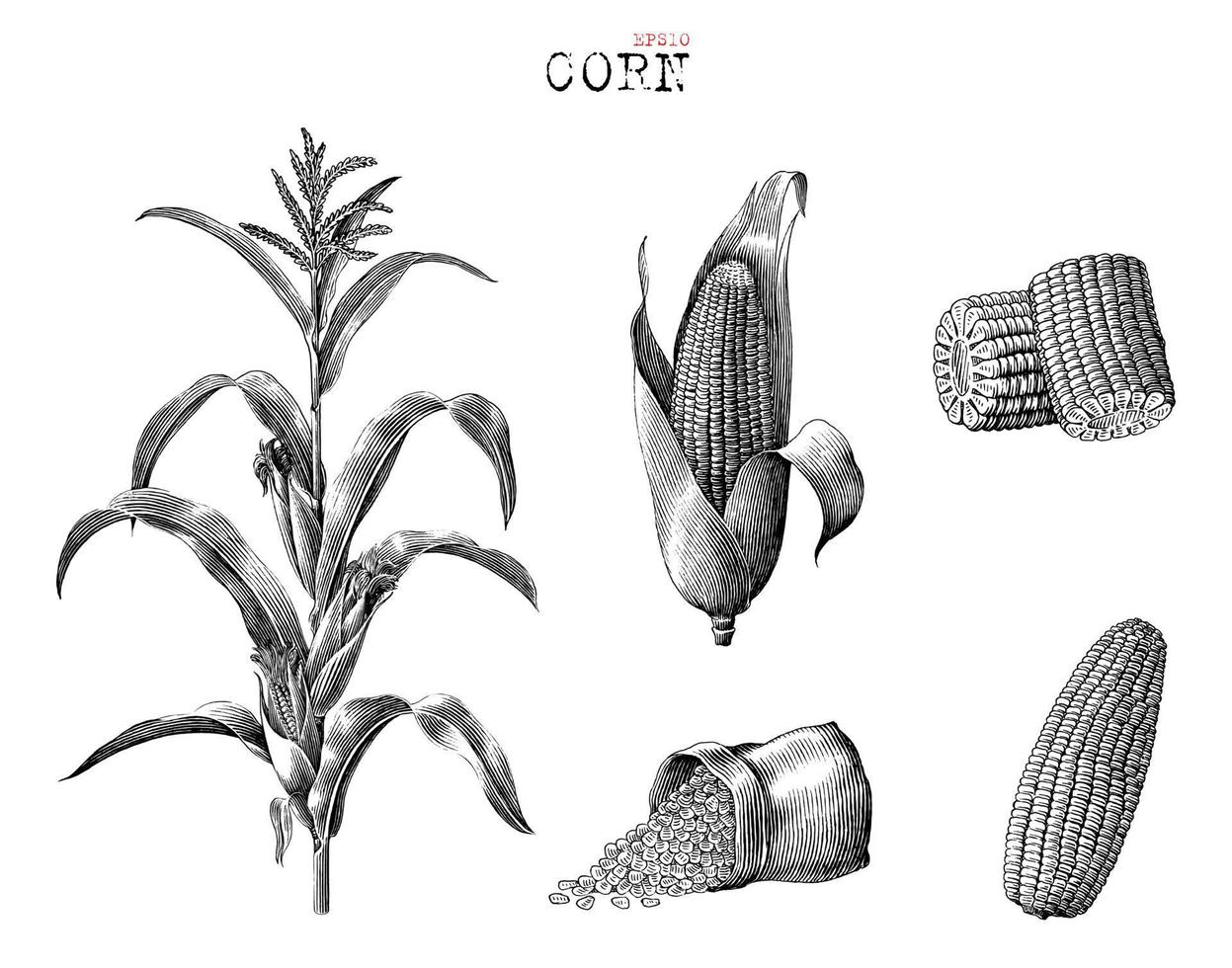 Corn collection hand drawn vintage engraving style black and white clip art isolated on white background vector