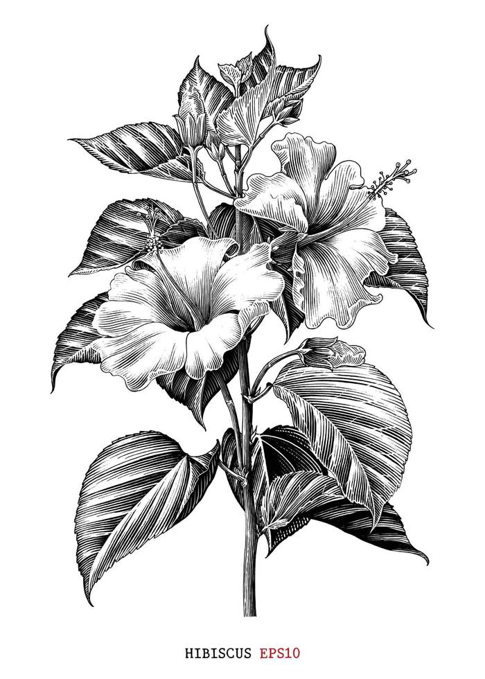 Hibiscus branch hand draw engraving style black and white clip art isolated on white background vector