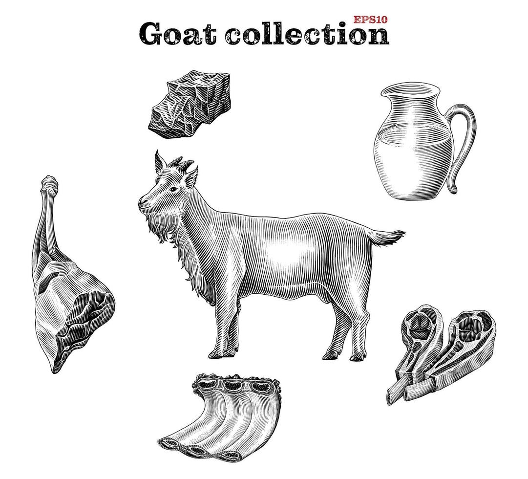 Goat collection hand draw vintage engraving style clip art isolated on white background vector