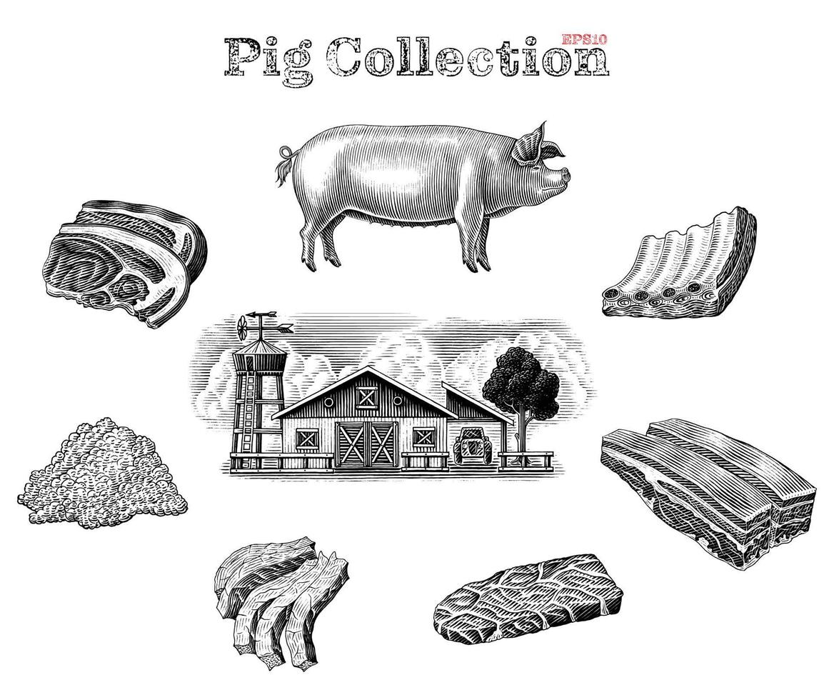 Pig collection hand draw vintage engraving style clip art isolated on white background vector