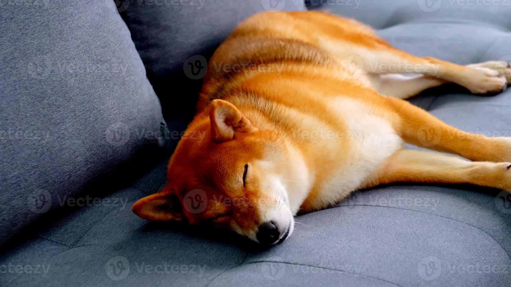 lindo perro shiba inu durmiendo en un sofá en casa. foto