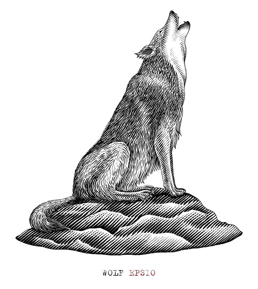 Wolf hand draw vintage engraving style black and white clip art isolated on white background vector