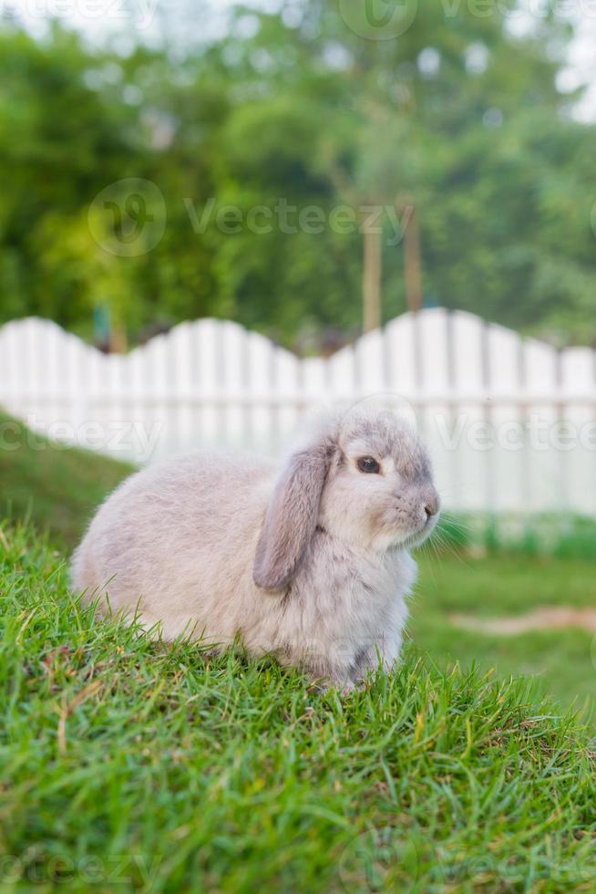 Cute Holland lop rabbit  in the garden photo