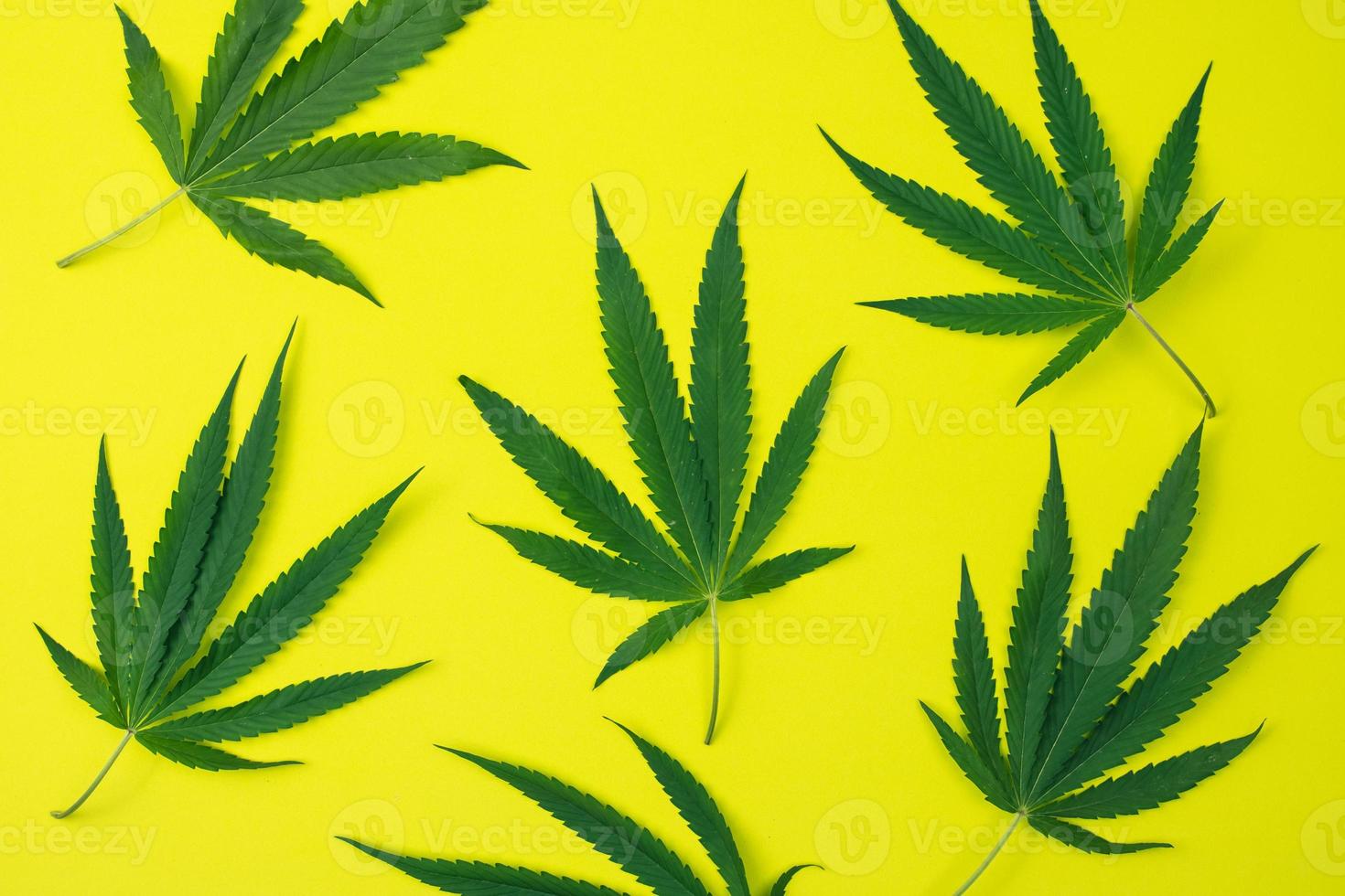 Top view of cannabis leaves on yellow background. photo