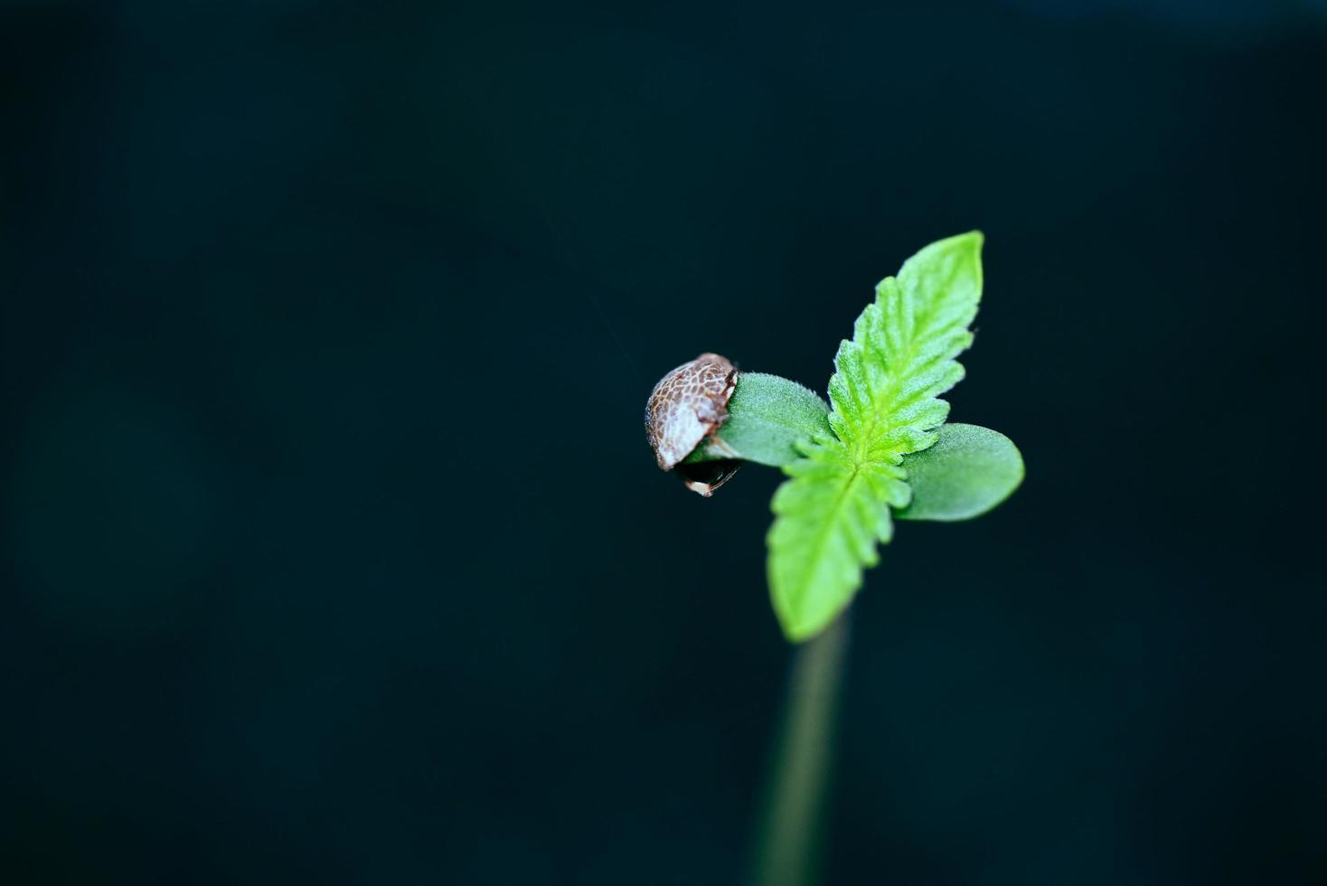 plántulas de cannabis en una olla negra para plantar , semillas de cannabis germinadas de cerca , pequeño cáñamo , árbol de plantas de semillas de marihuana pequeño thc cbd foto