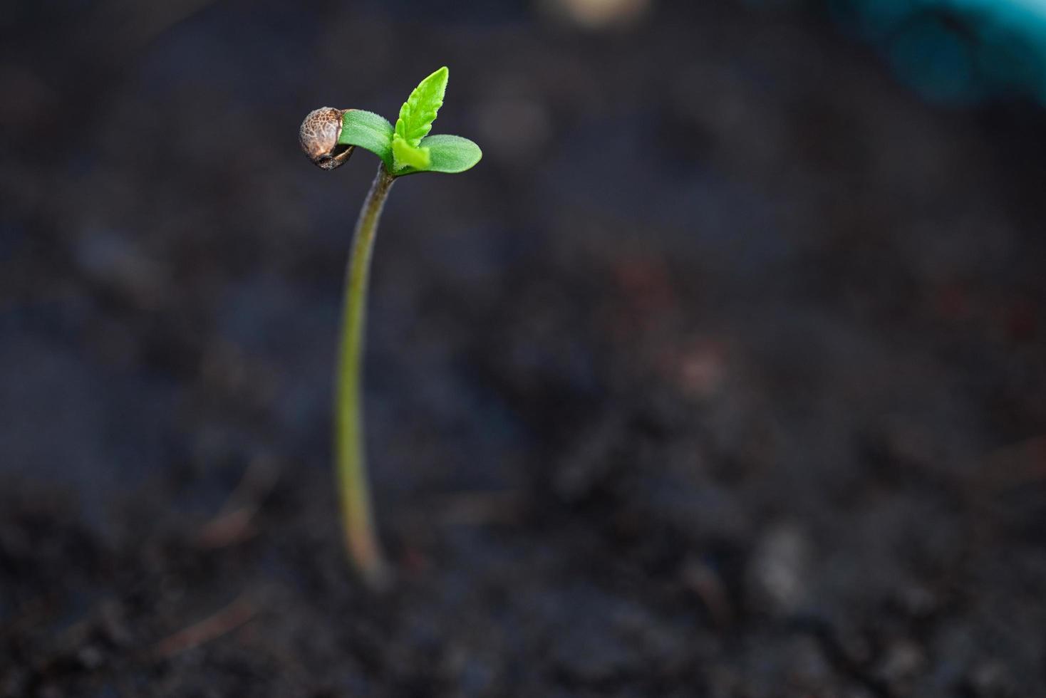 plántulas de cannabis en una olla negra para plantar , semillas de cannabis germinadas de cerca , pequeño cáñamo , árbol de plantas de semillas de marihuana pequeño thc cbd foto