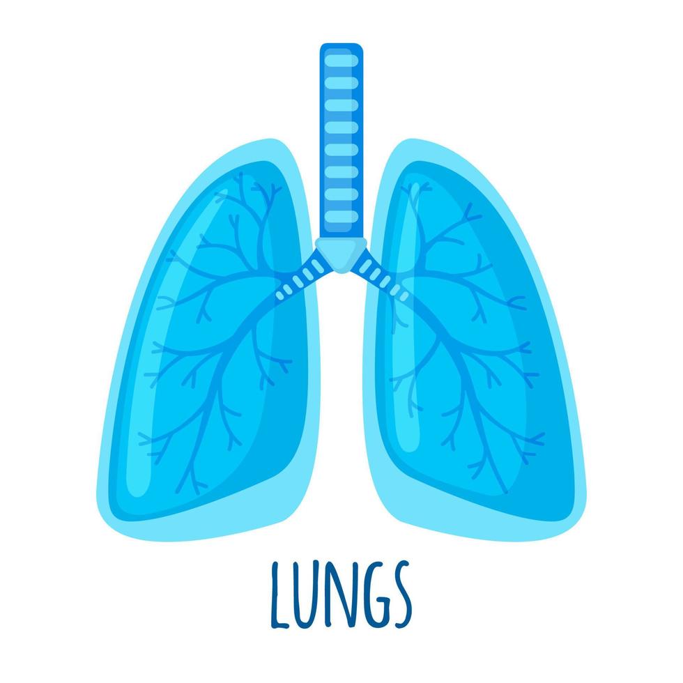 icono de pulmón humano en estilo plano aislado sobre fondo blanco. concepto médico y de salud. ilustración vectorial vector
