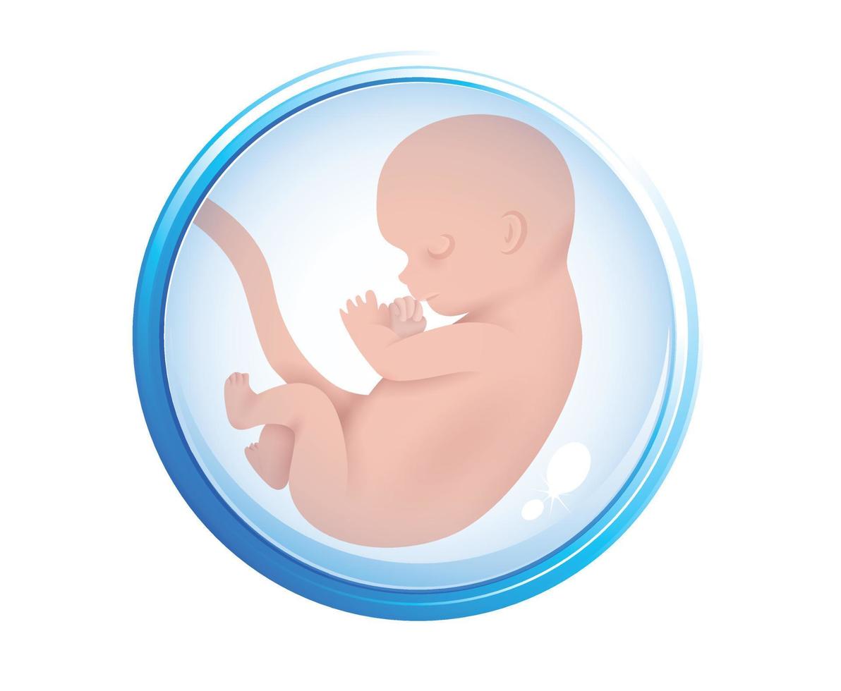 Human embryo in the womb. Embryo icon in amniotic fluid. Isolated on a white background. copy space. Vector illustration