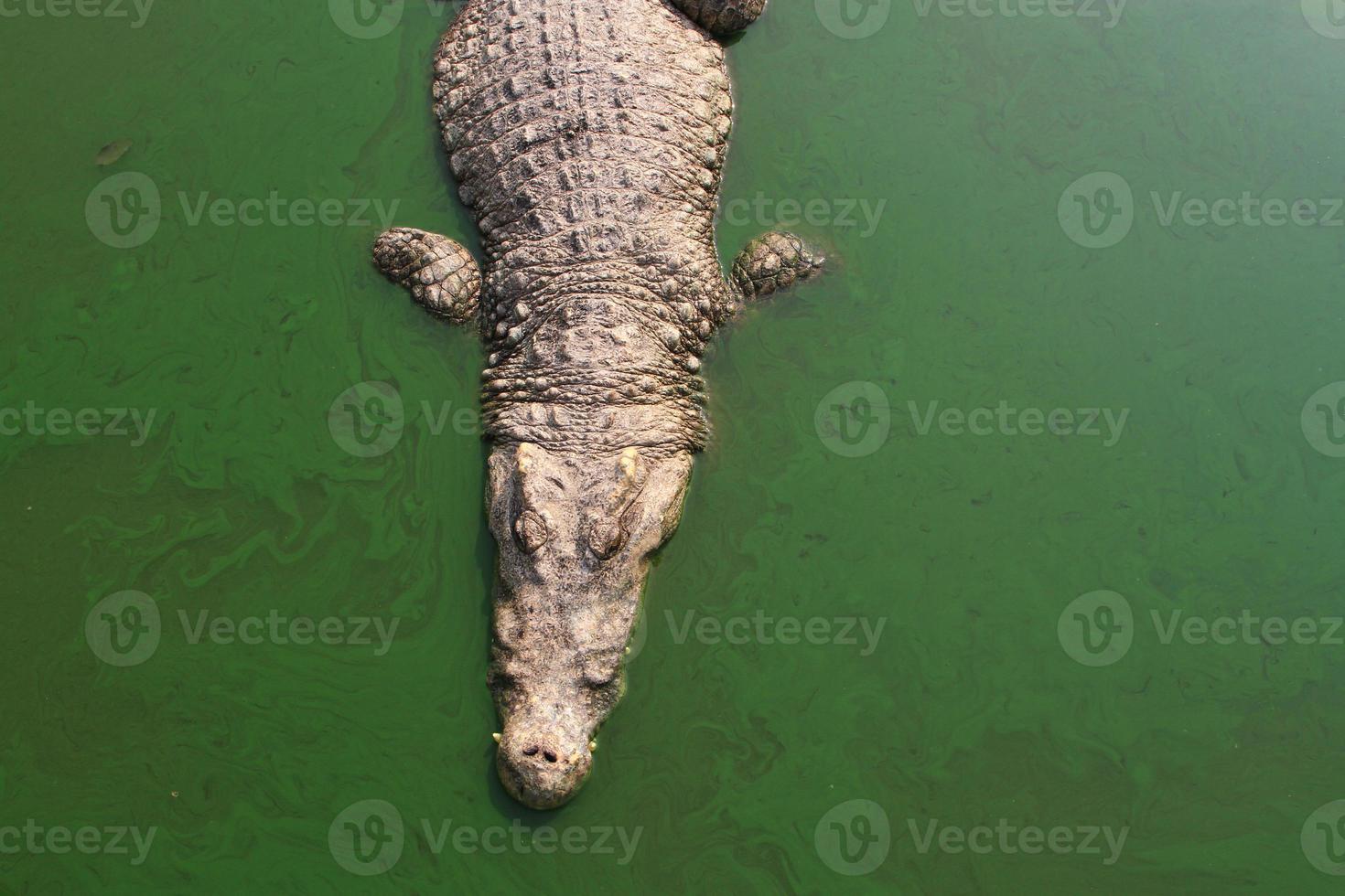 Crocodile swimming in lake. photo