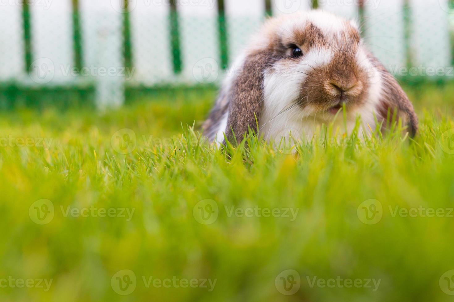 lindo conejo holland lop en el jardín foto