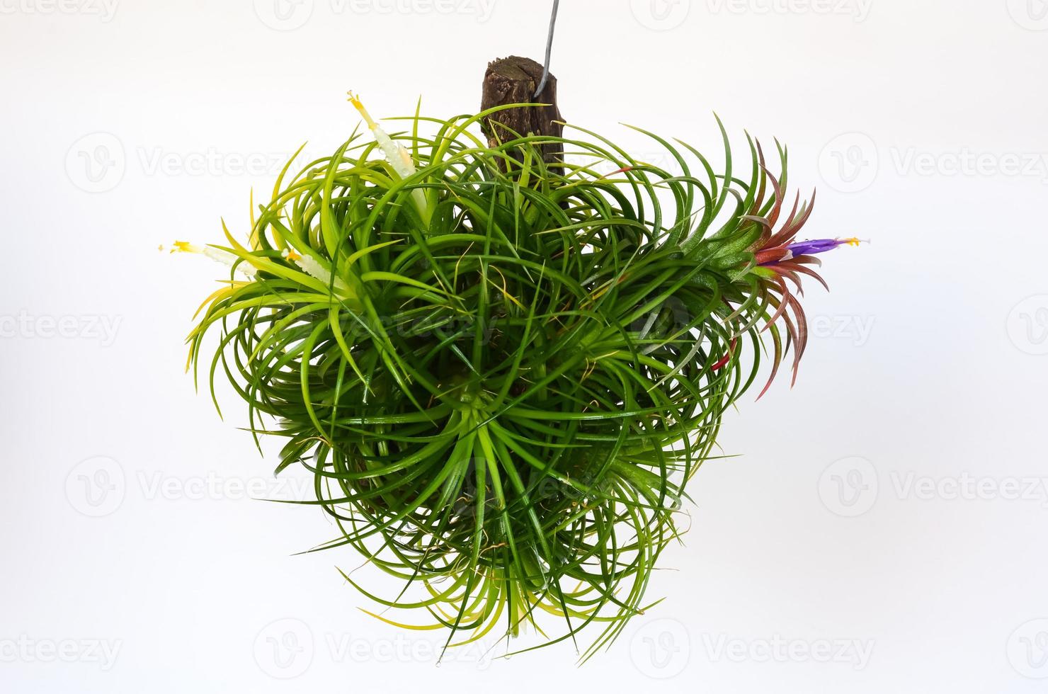 Tillandsia air plant with its white and red color flowers in wooden log on white paper background. photo