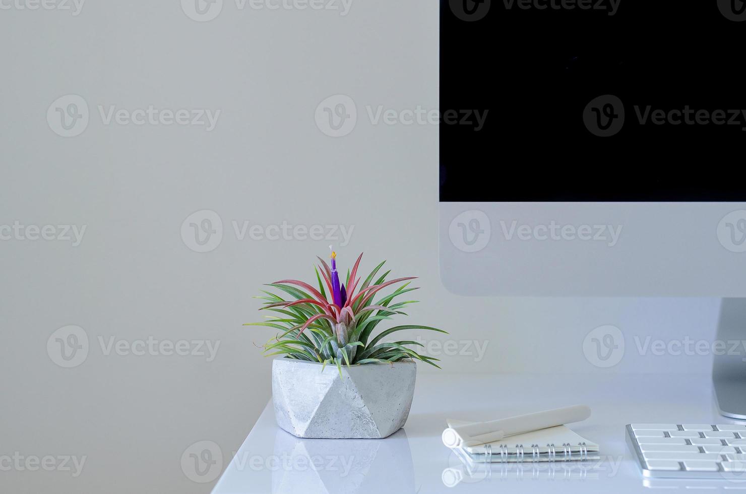 Air plant Tillandsia plants in modern pot put on desk with modern