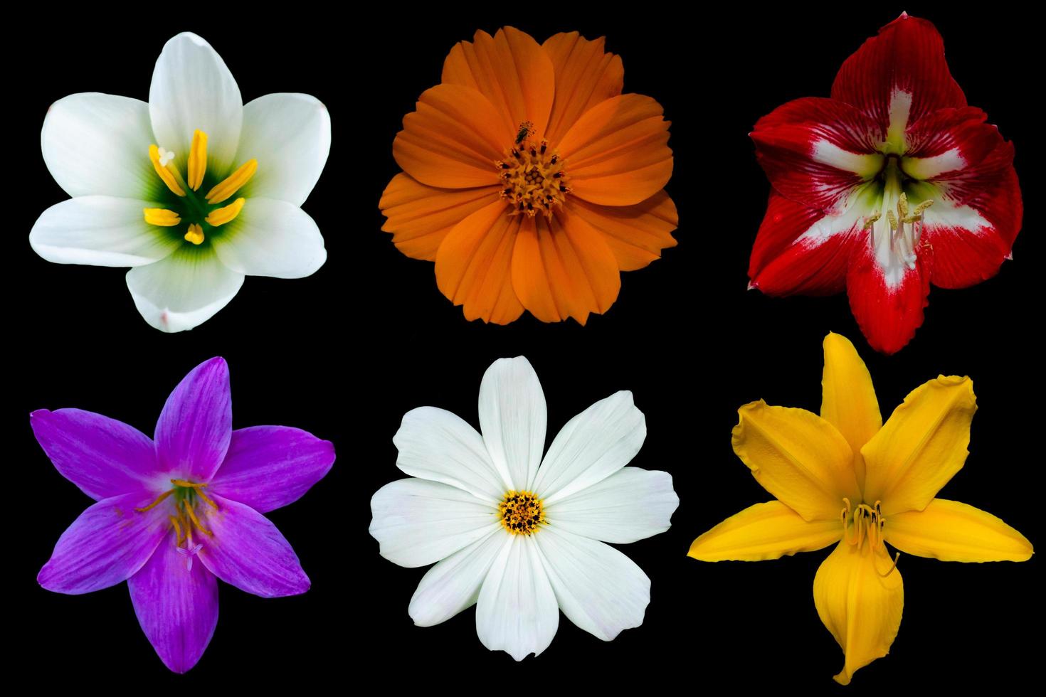 Various white cosmos and rain lily, pink rain lily, orange cosmos, red hippeastrum amaryllis and yellow day lily flowers. photo