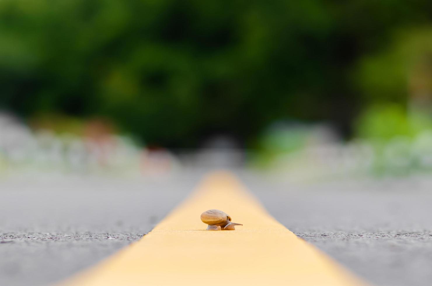 un caracol cruzando en el camino medio del camino solo. concepto de seguridad vial. foto