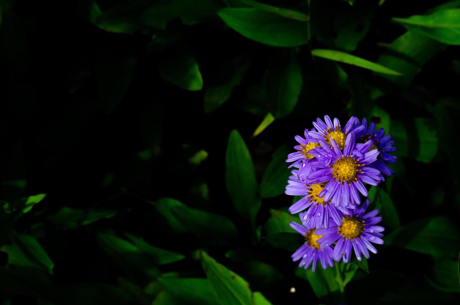 la luz del sol brilla en el aster tatariano lila flores diminutas que florecen con una gota de agua. foto