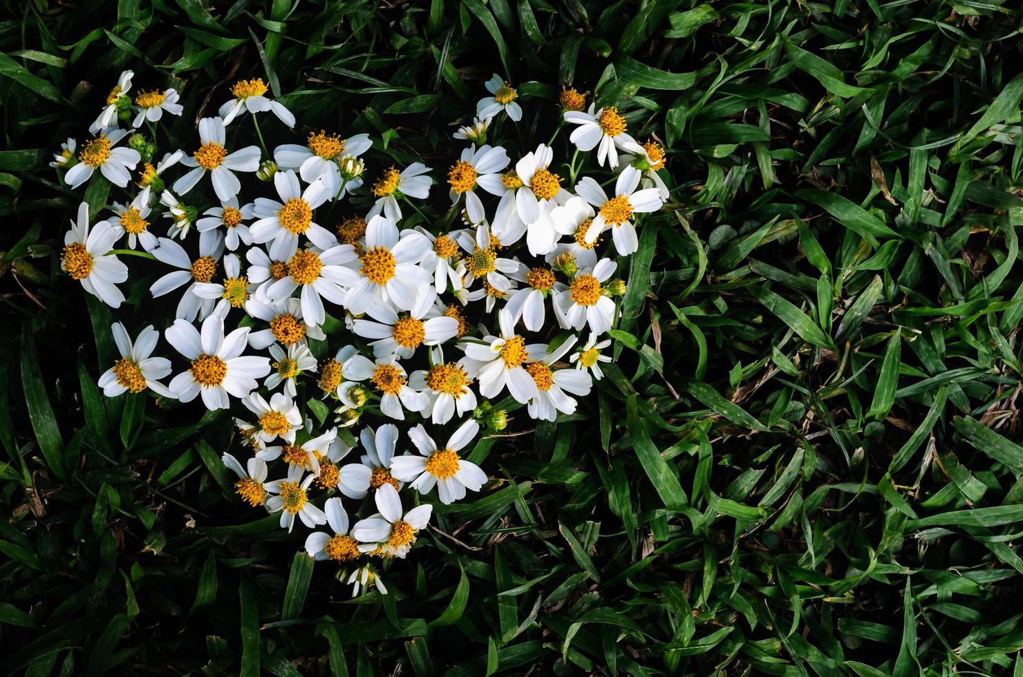 agujas españolas o flores de bidens alba colocadas como forma de amor sobre fondo de hierba verde. foto