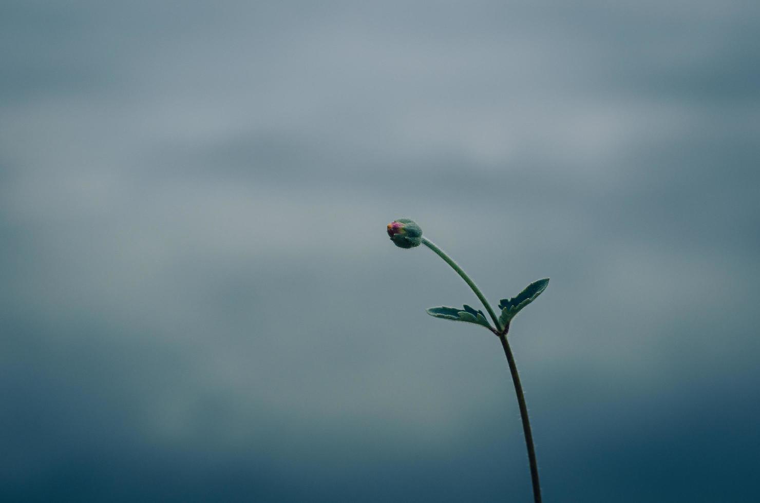 Fresh grass flower with blurred background of water in the lake. photo