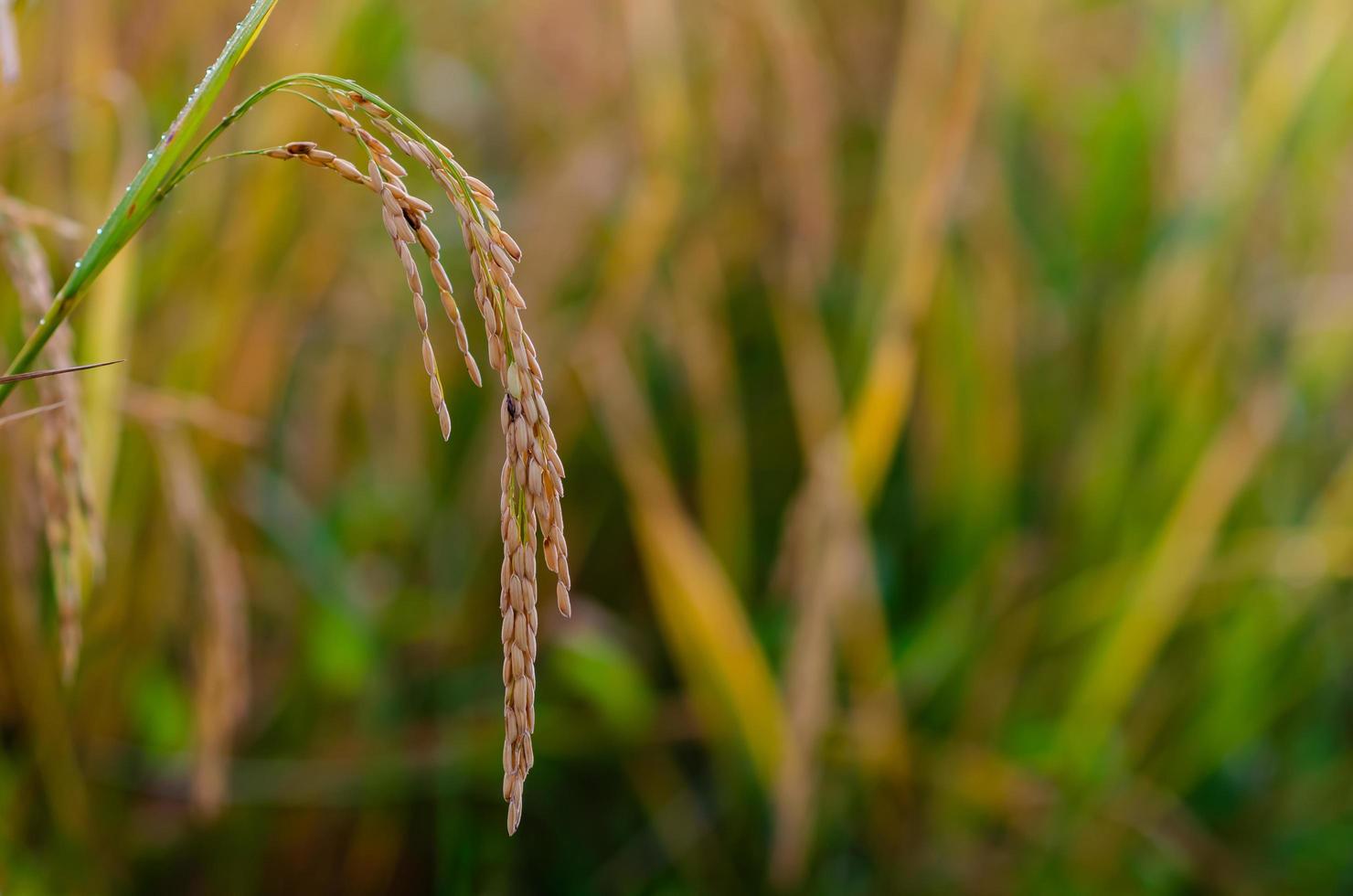 Yellow ripe rice seed with green and dry leaves at rice field in the north of Thailand. photo
