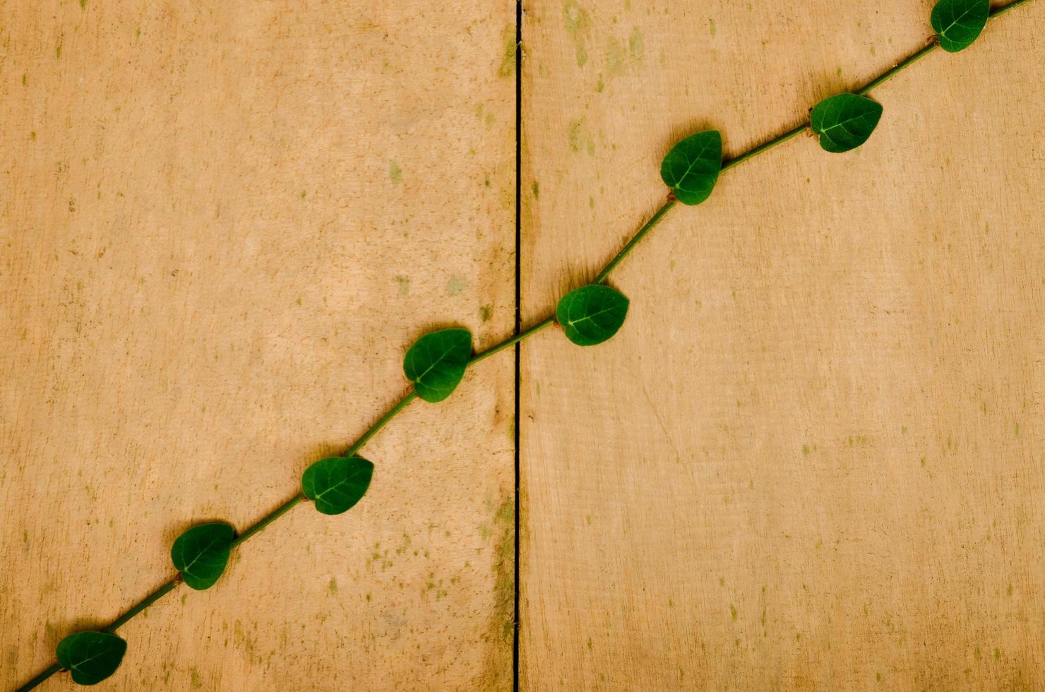 Background and texture of Ficus pumila tree. photo