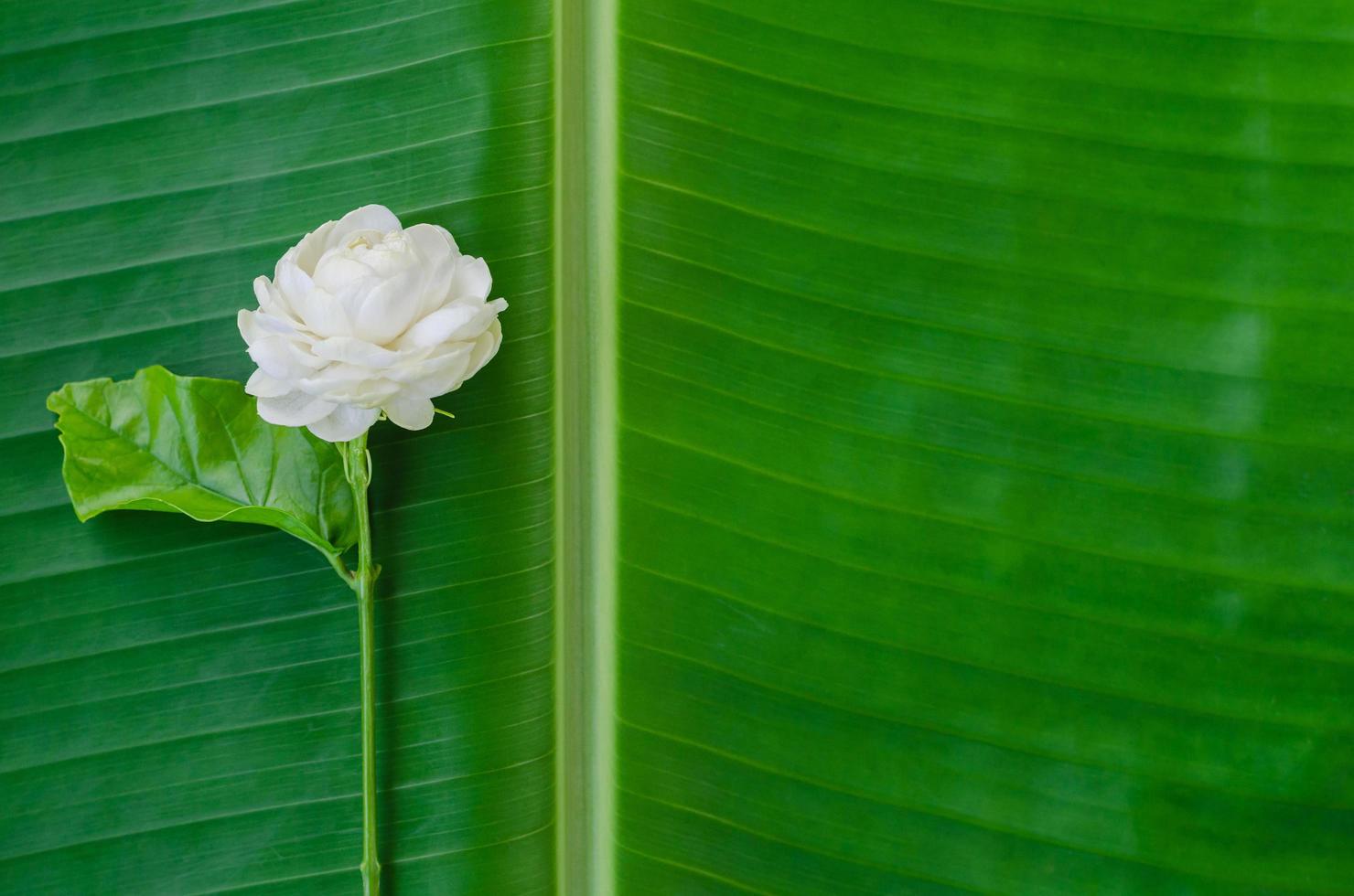 flor blanca fresca de jazmín de tailandia con su hoja en hoja de plátano para el concepto del día de la madre en tailandia en agosto. foto