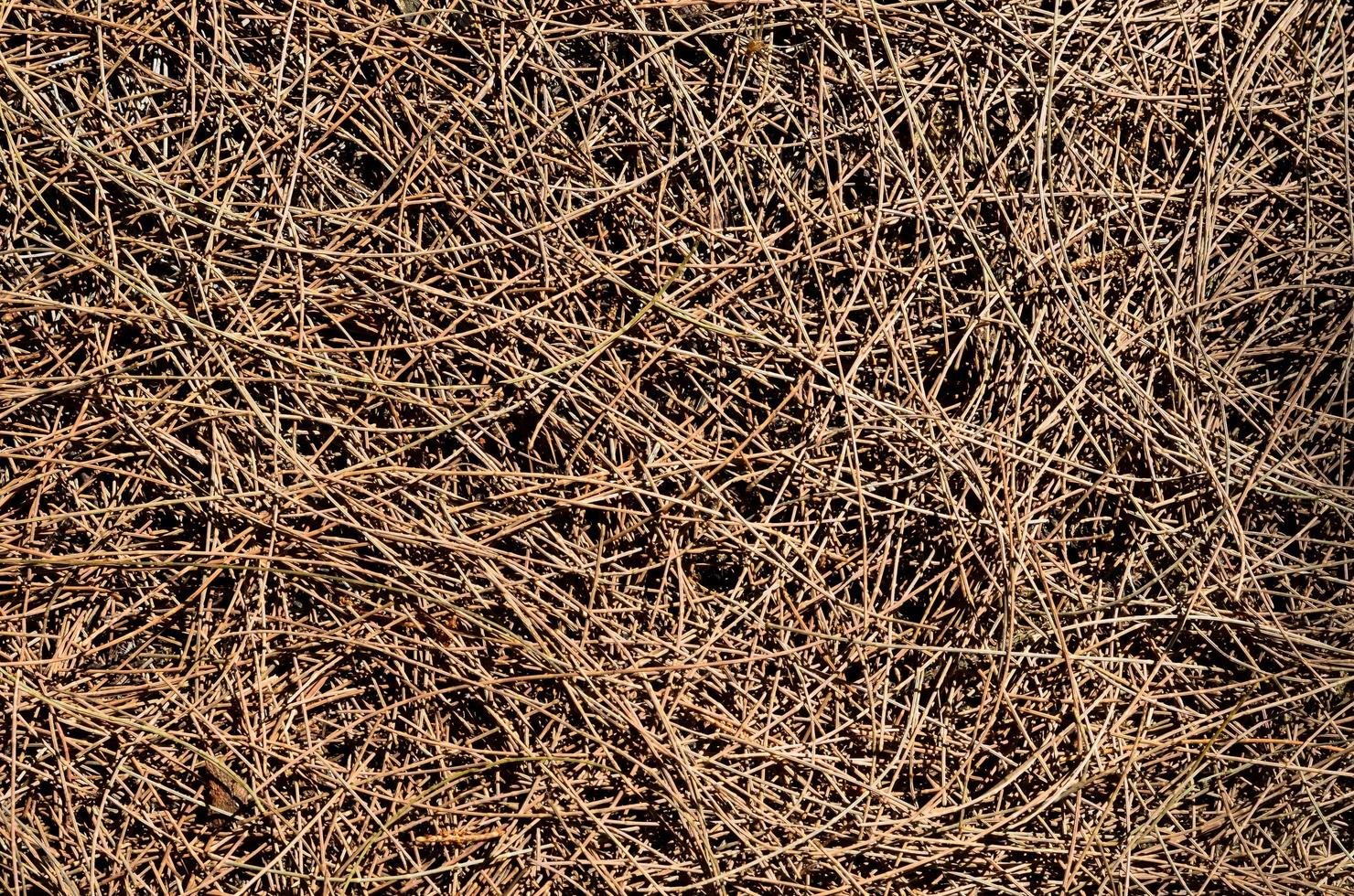 Background and texture of dry Australian pine tree leaves. photo