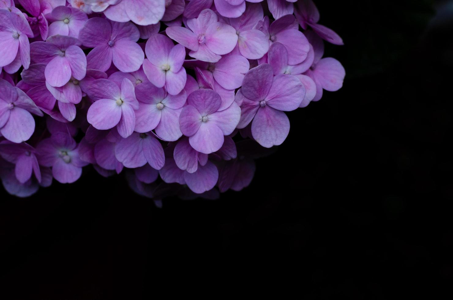 Bush of pink hydrangea flowers on black background with space for text. photo