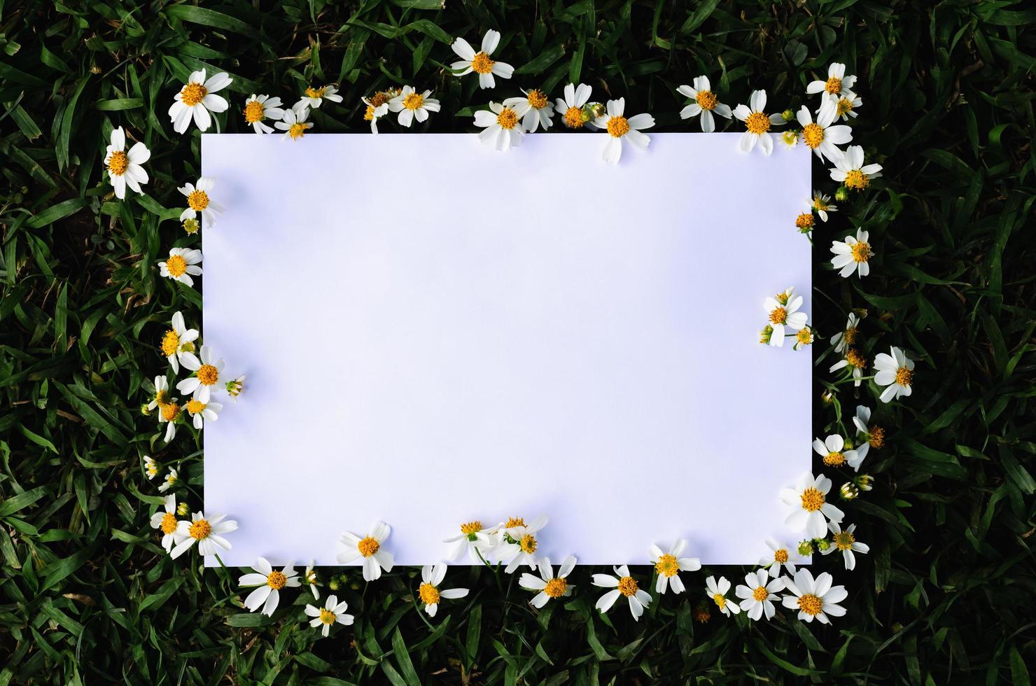 papel blanco con espacio para texto que tiene agujas españolas o flores bidens alba colocadas como marco sobre fondo de hierba verde. foto