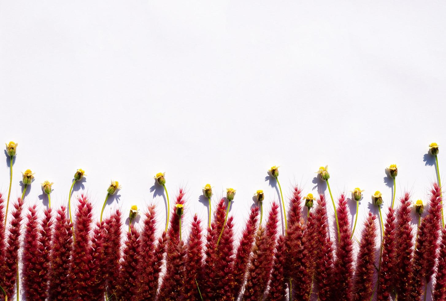 Coatbuttons or Tridax daisy flowers and pink flowers of feather pennisetum or mission grass with shadow from sun light on white paper background. photo