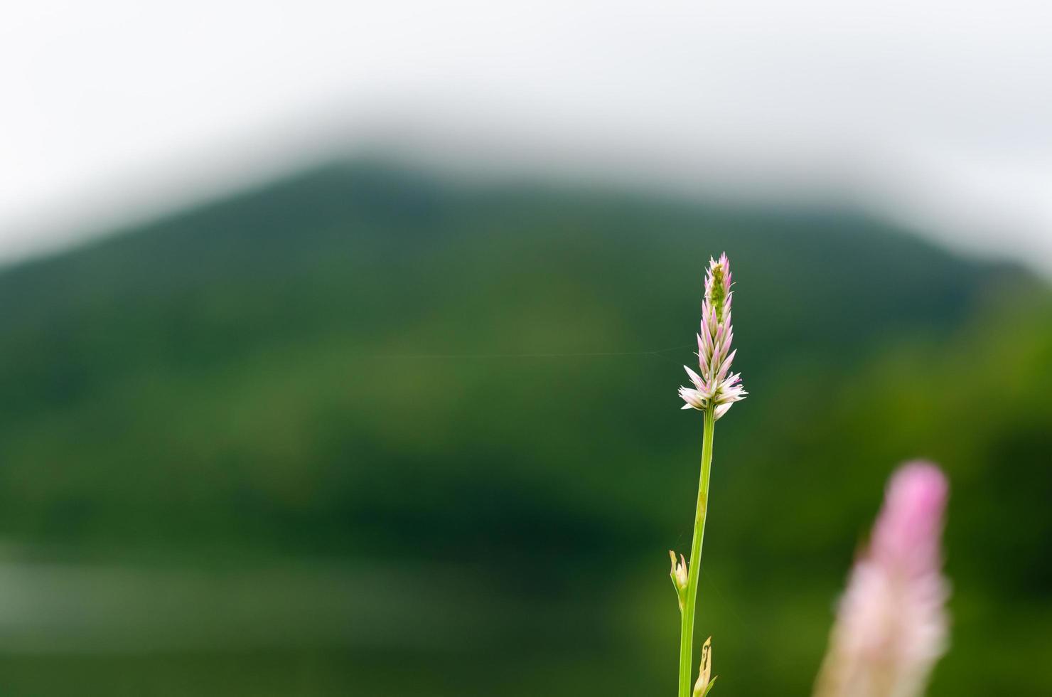 Pink and white Plumed Cockscomb flower with green blurred background of mountain. photo