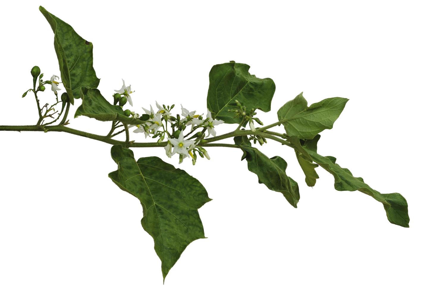 arbusto de berenjena verde y flores blancas en su árbol aislado sobre fondo blanco. foto