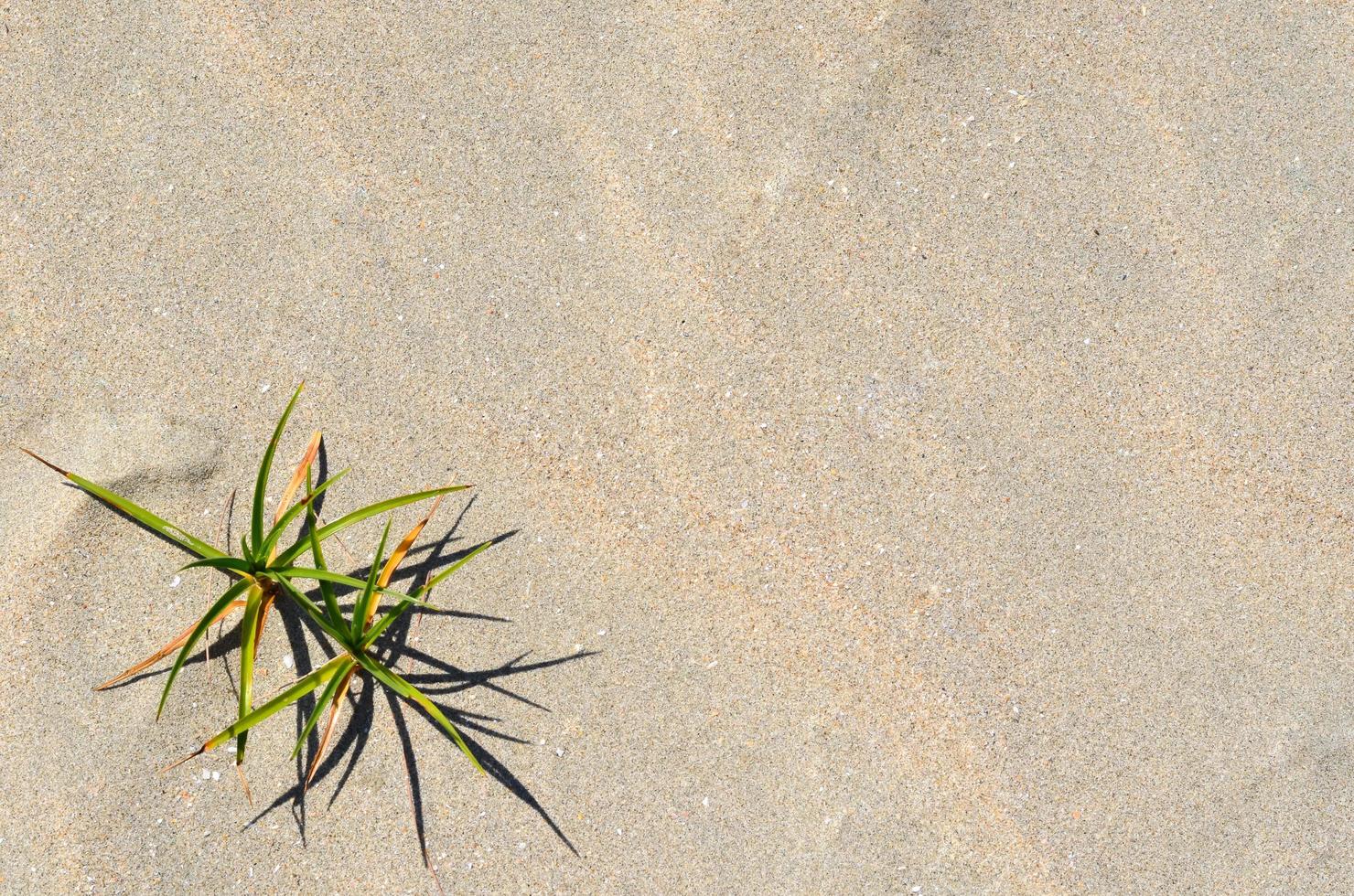 Background and texture photo of sand on the beach.