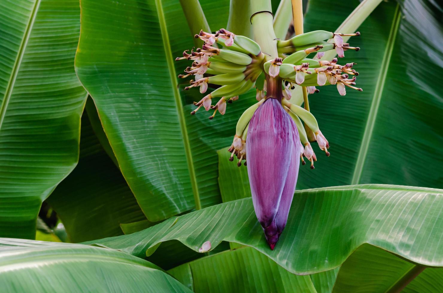 Banana bud or banana blossom on the tree with its green leaves background. photo