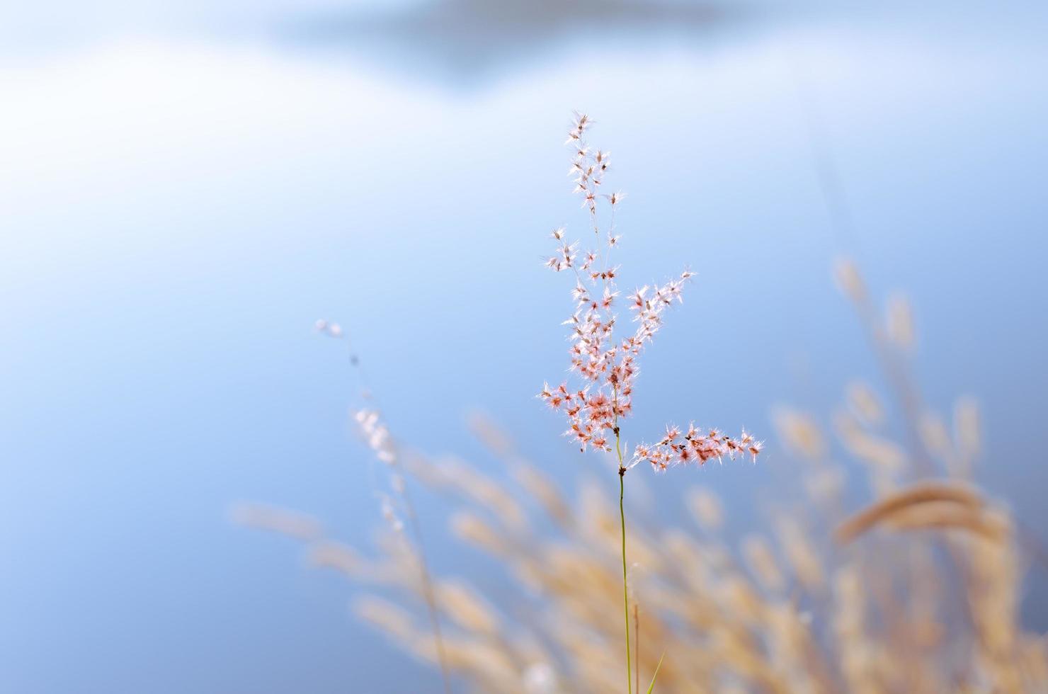 Rose Natal grass with blurry brown and blue color background from dry leaves and water from the lake. photo