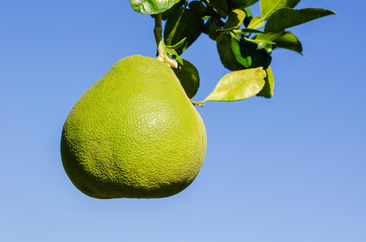 Green big organic pomelo with leaves on its tree. photo