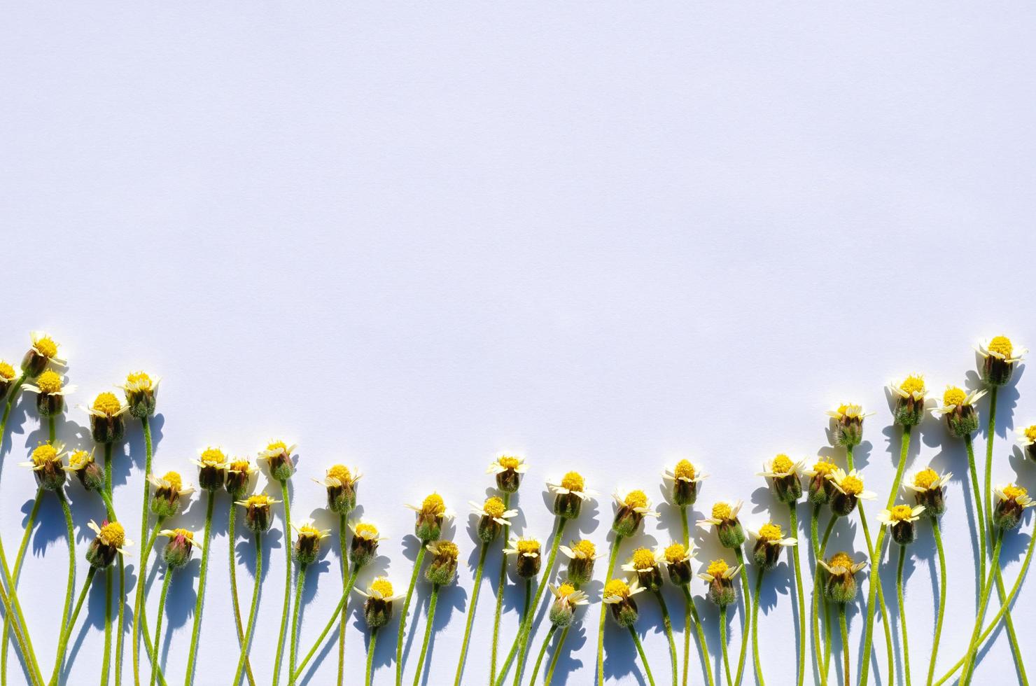 Coatbuttons or Tridax daisy flowers with shadow from sun light put on white paper background. photo