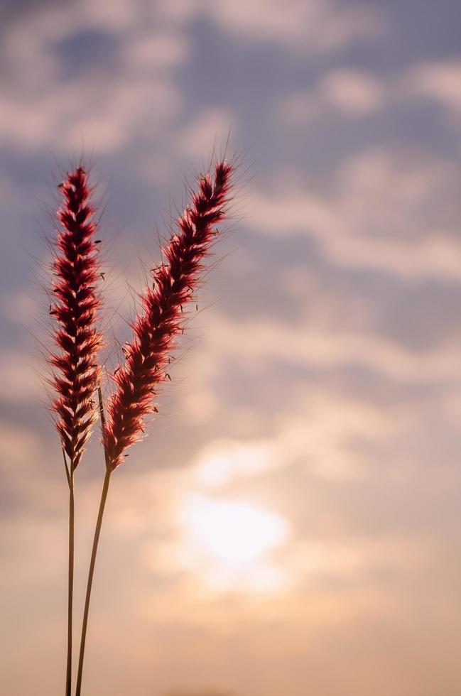 Pink flowers of feather pennisetum or mission grass with dawn sky and clouds background. photo