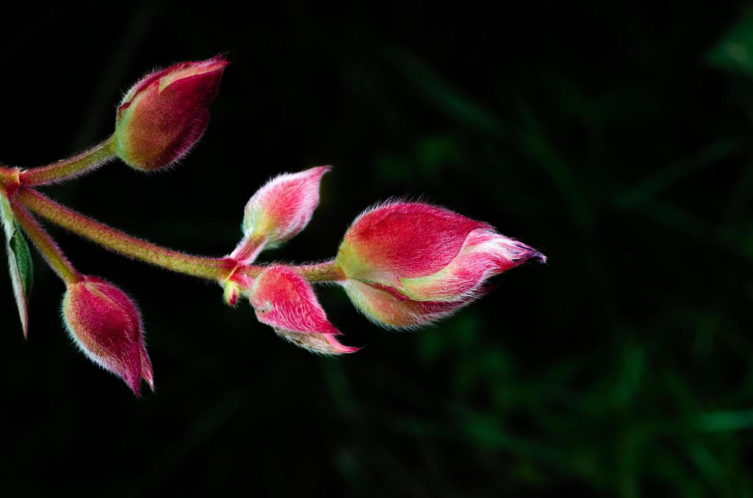 The bud of Glory bush or Princess flower isolated on dark green background with space for text. photo