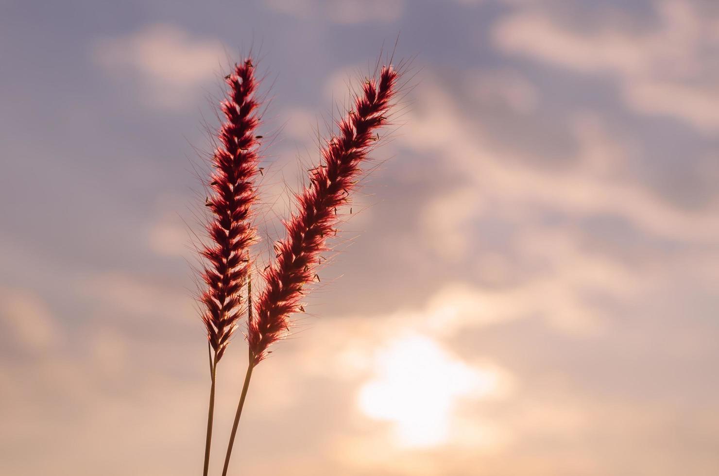 Pink flowers of feather pennisetum or mission grass with dawn sky and clouds background. photo