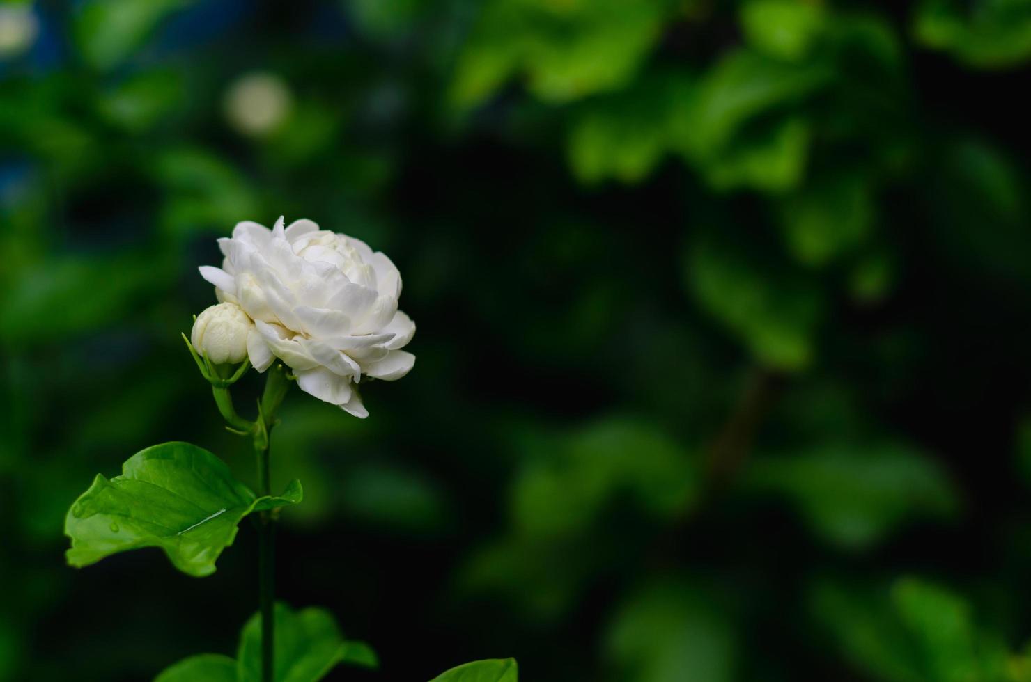 Fresh white Thailand Jasmine flower with its leaves for mother day in thailand on August. photo