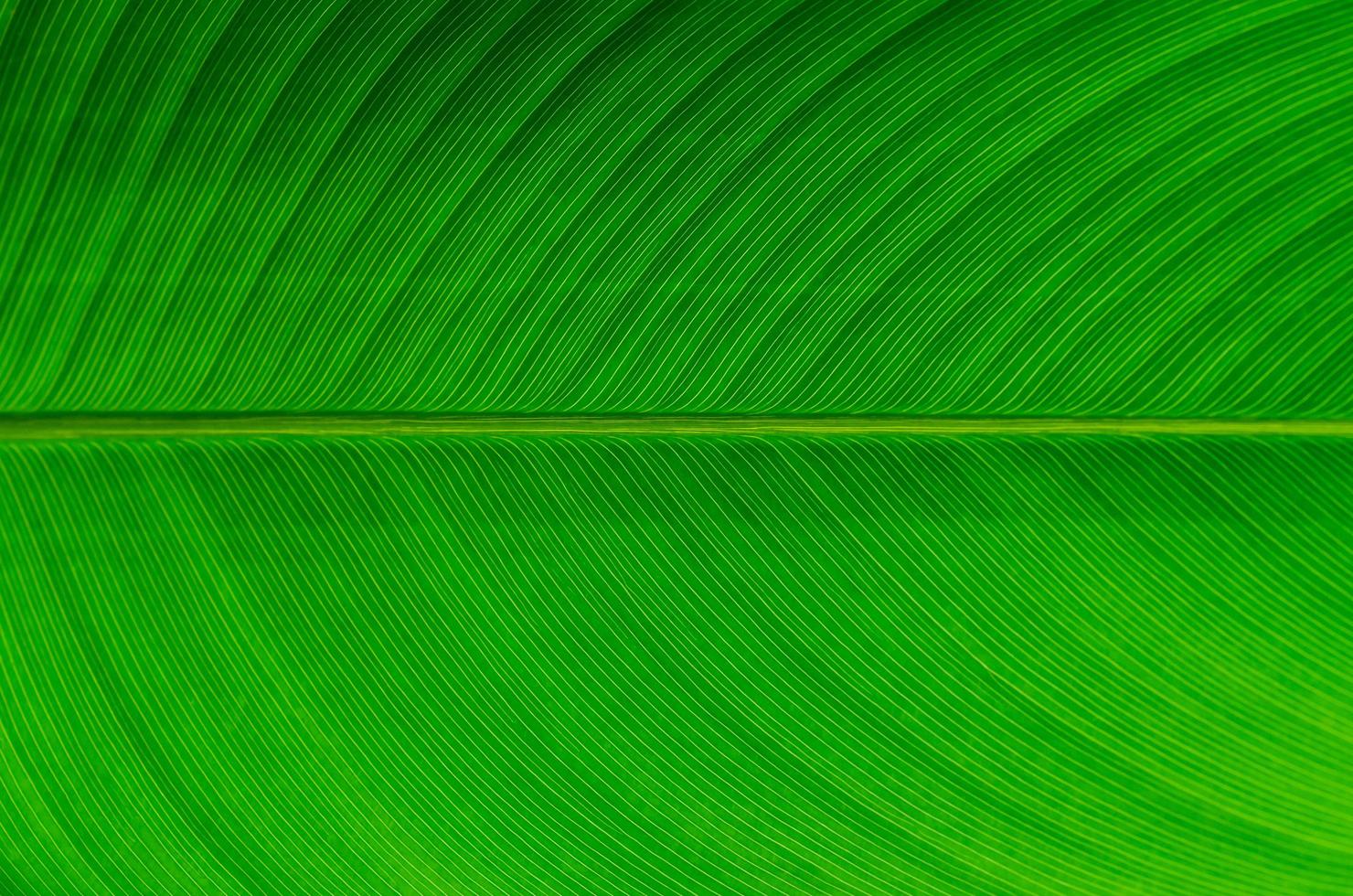 Selective focus of green leave with its veins for background and texture. photo